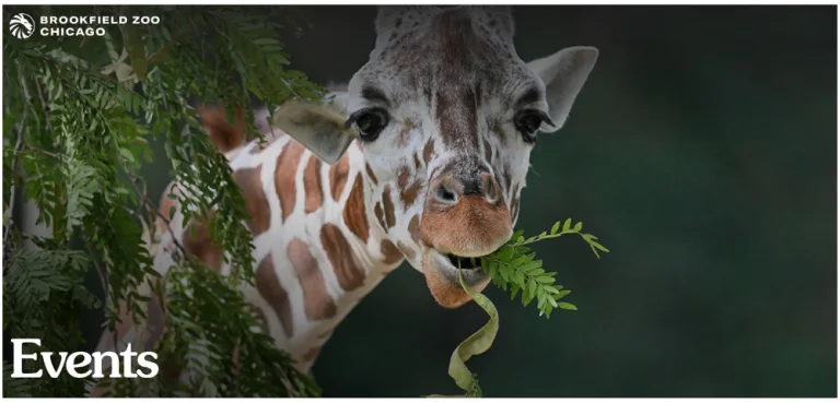 A giraffe eating tree leaves. Check out the events at the Brookfield Zoo.